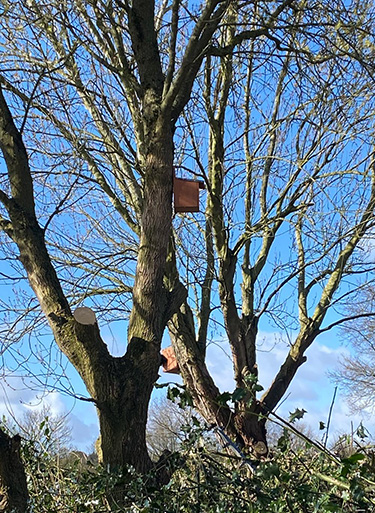 BirdBox